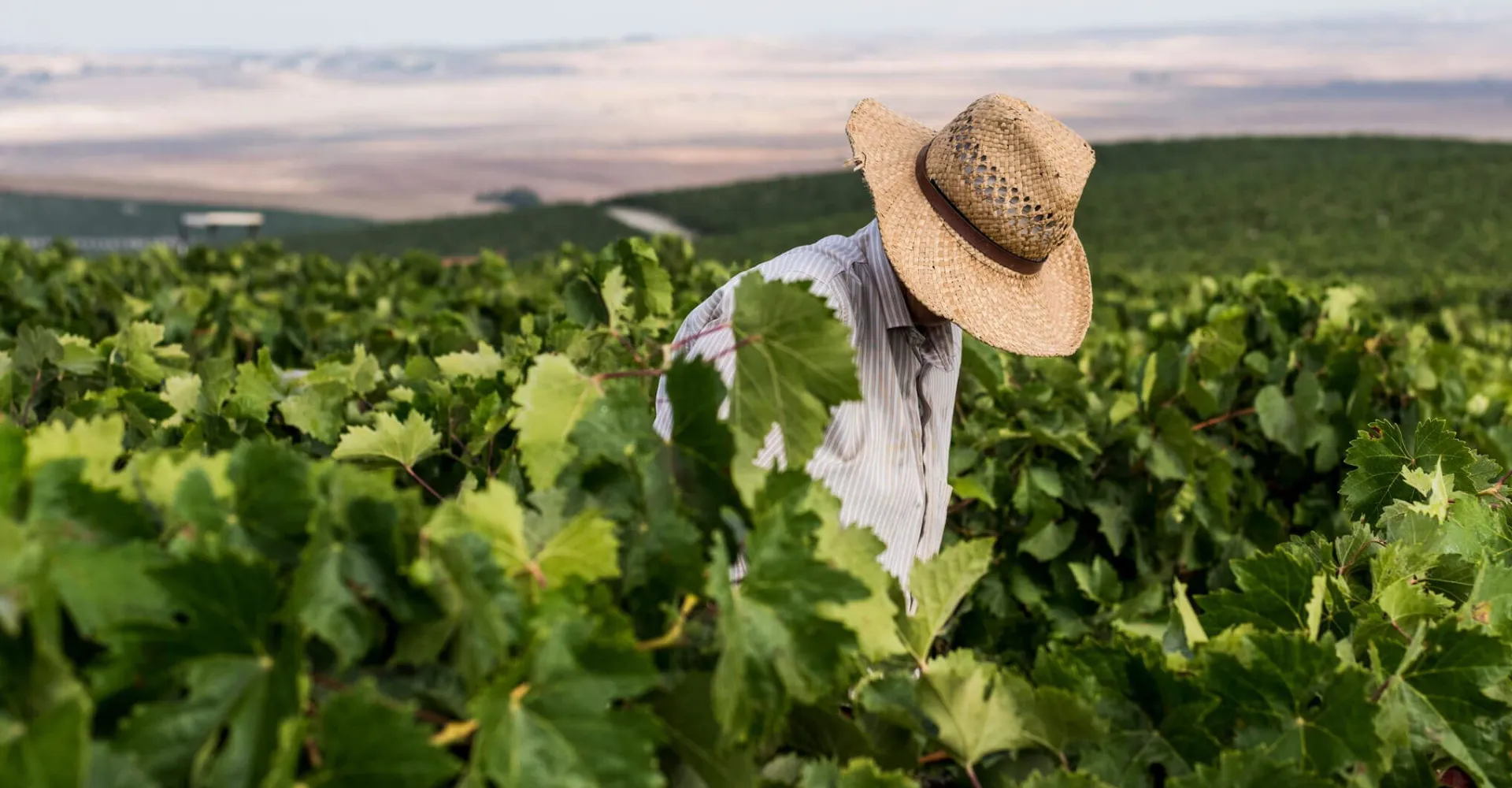 La bodega y nuestros viñedos 7 VINEDO ECOLOGICO, Bodegas Williams & Humbert